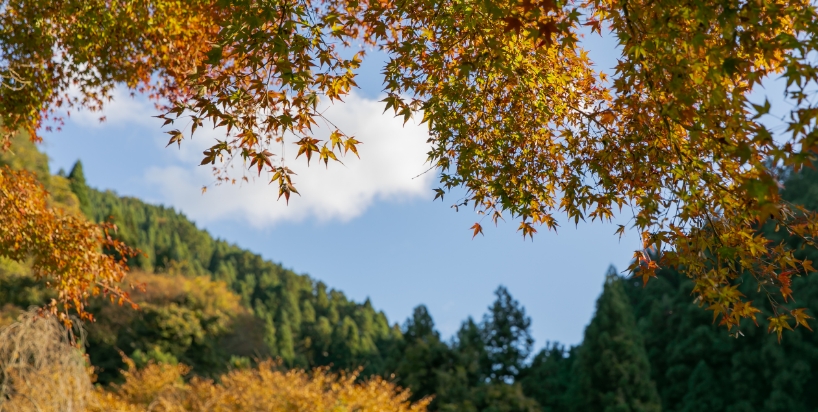 モアの森の風景 2